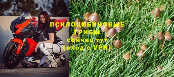 стаф Алексин